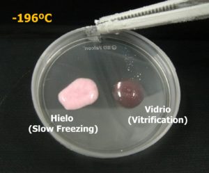 vitrification IVI