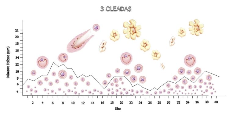 half the time to achieve a healthy embryo
