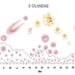 half the time to achieve a healthy embryo