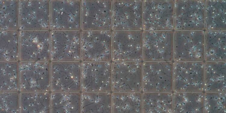 Has semen quality declined in the last 20 years?
