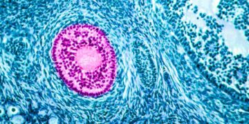 FSH hormone: how does it affect my fertility?