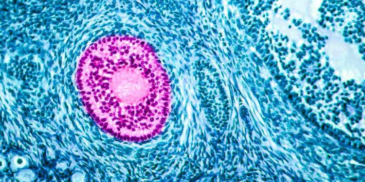 FSH hormone: how does it affect my fertility?