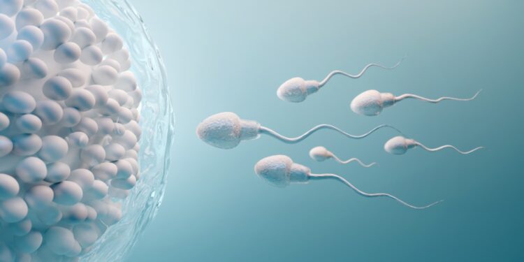 What is the Corpus Luteum?