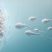 What is the Corpus Luteum?
